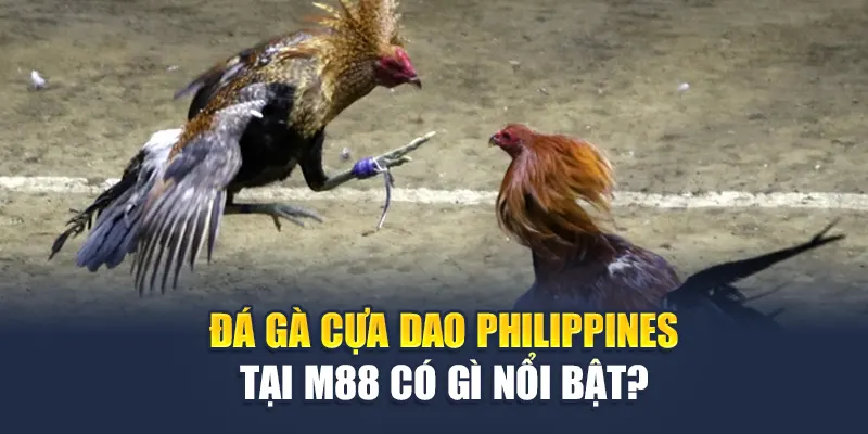 Đá Gà Cựa Dao Philippines: Sức Mạnh, Chiến Thuật Và Đam Mê 3 Đá gà cựa dao Philippines tại M88 có gì nổi bật?