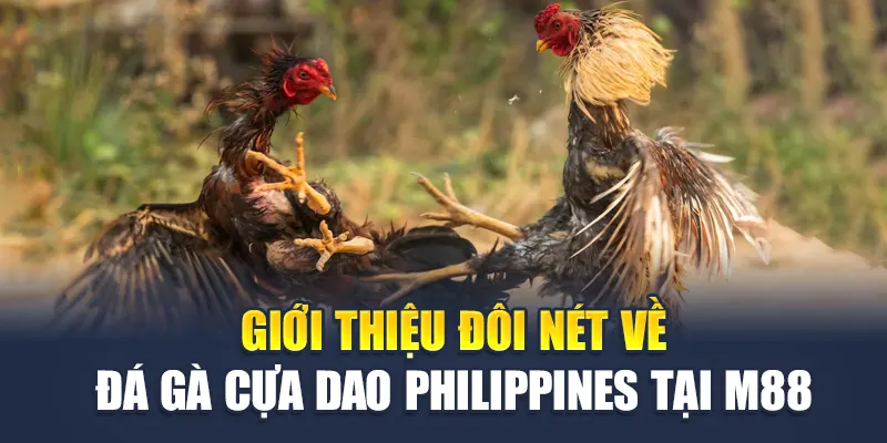 Đá Gà Cựa Dao Philippines: Sức Mạnh, Chiến Thuật Và Đam Mê 1 Giới thiệu đôi nét về đá gà cựa dao Philippines tại M88