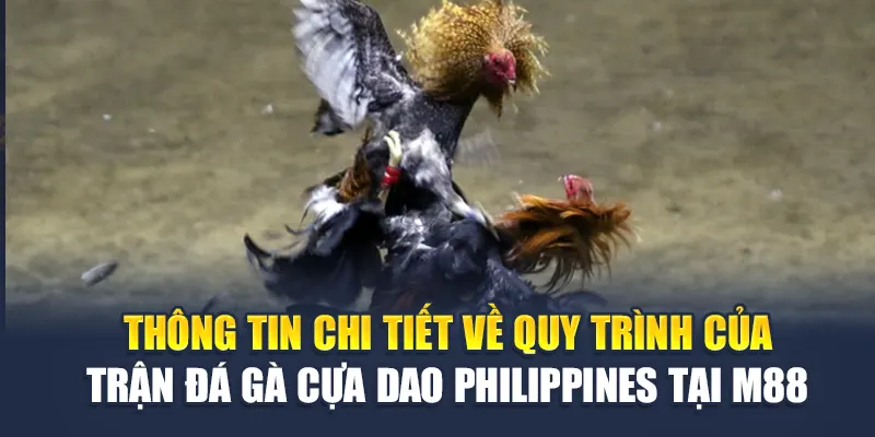 Đá Gà Cựa Dao Philippines: Sức Mạnh, Chiến Thuật Và Đam Mê 2 Thông tin chi tiết về quy trình của trận đá gà cựa dao Philippines tại M88